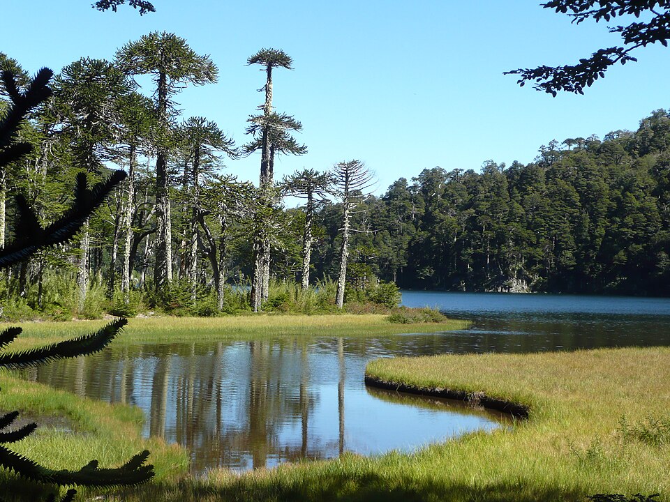 Bosque de araucarias en el Parque Nacional Huerquehue.